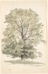 Un grand hêtre avec feuillage vert