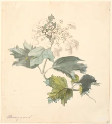 Viorne (Viburnum)