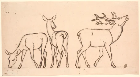 Cerfs et deux biches
