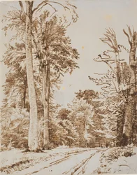 Chemin forestier. Iselinge