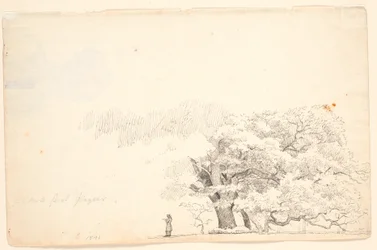 Grands chênes, à gauche un homme lisant