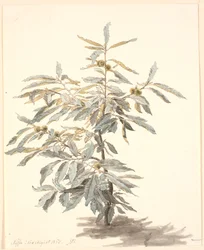 Étude d