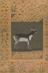 Antilope cervicapre, folio de l