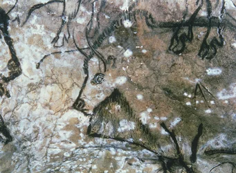 Taureau blessé, peinture rupestre, Magdalénien