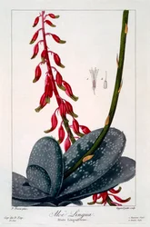 Aloe lingua, pub. 1836