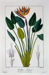 Oiseau de paradis ou fleur de grue