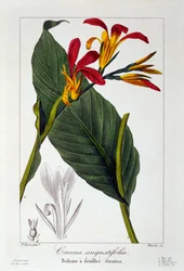Canna ou Fleur de Balisier