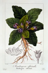 Mandragore: Mandragora officinarum, pub. 1836