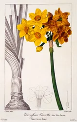 Narcissus Tazetta, pub. 1836