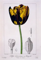 Tulipe : Henri IV