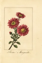 Reine marguerite, Callistephus chinensis