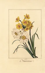 Variétés de jonquilles, Narcisse, Narcissus poeticus et Narcissus pseudonarcissus