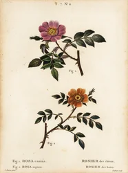 Églantier, Rosa canina, Rosier des chiens 1, et églantier à petites feuilles, Rosa sepium, Rosa agrestis, Rosier des haies 2
