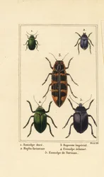 Chrysochus auratus 1, Hoplia argentea 2, bupreste de Banksia, Cyrioides imperialis 3, Eumolpus fulgidus 4, et Eumolpus surinamensis 5