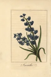 Jacinthe, Hyacinthus orientalis