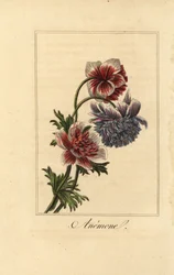 Anémone hybride, Anemone coronaria