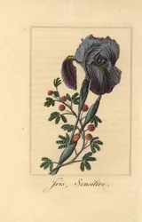 Iris, Iris germanica, et sensitive, Mimosa pudica