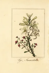 Lys et immortelle, Lilium candidum et Helichrysum sanguineum