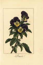 Pensée, Viola tricolor var