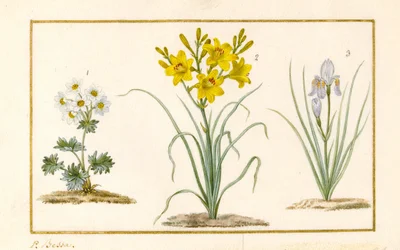 Anémone, Hémérocalle et Iris (détail)