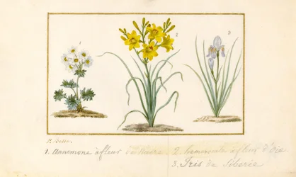 Anémone, hémérocalle et iris