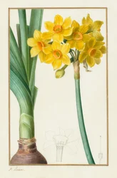 Polyanthus ou Narcisse en grappe Botanique : Narcissus tazetta, 1836