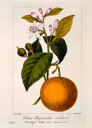 Orange douce: Citrus sinensis var. Bigaradia violacea, 1836