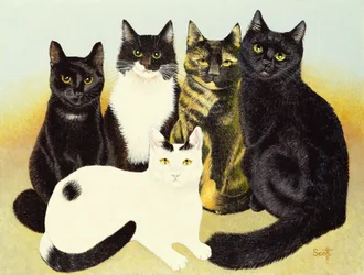 Les chats de Miss Cox