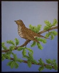 Grive à tête blanche, 2016