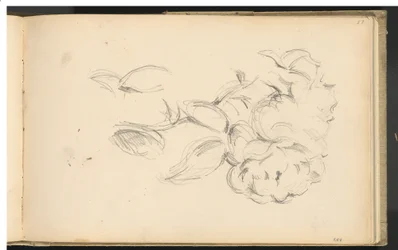 Pivoines