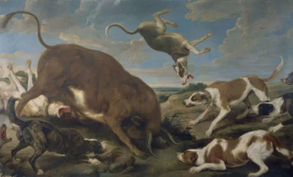 Taureau attaqué par des chiens