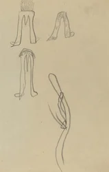 Quatre formes fantastiques [recto]