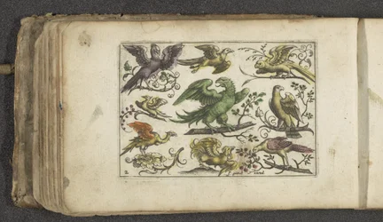Rapace et dix autres oiseaux