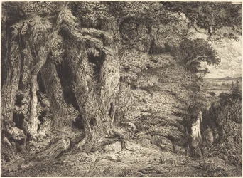 Entrée de la forêt