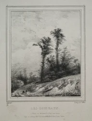 Paysages : Jeunes Ormes