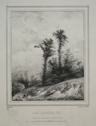Paysages : Jeunes ormes