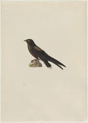 Martinet épineux (Hirundapus caudaculus)