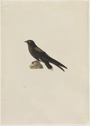 Martinet épineux, Hirundapus caudacutus, XIXe siècle.