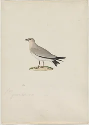 Petite pratincole Glareola lactea, années 1800