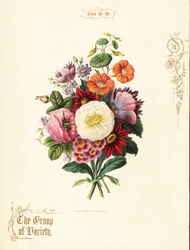 Bouquet de rose blanche, dahlia, capucine, auricule