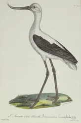 Avocette à tête blanche, début du XIXe siècle