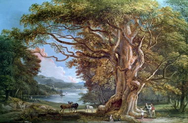Un vieux hêtre, 1794