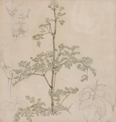 Étude de cerfeuil sauvage