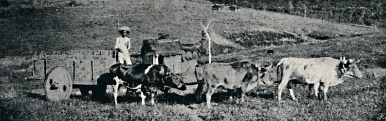 Carro de boi, 1895