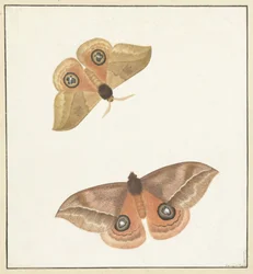 Deux papillons