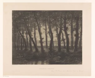 Paysage forestier avec oiseaux en vol