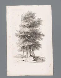 Groupe avec cinq arbres