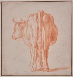 Vache (étude d