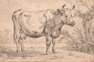 Une vache debout