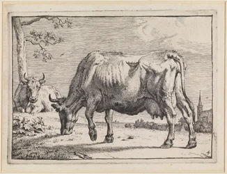 Vache au pâturage